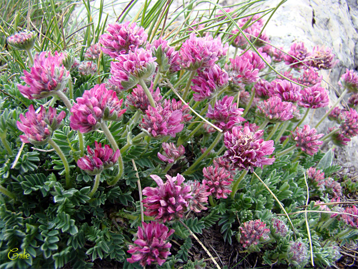 Anthyllis montana ssp. atropurpurea / Vulneraria montana